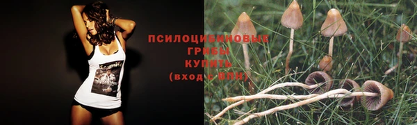 стаф Аркадак